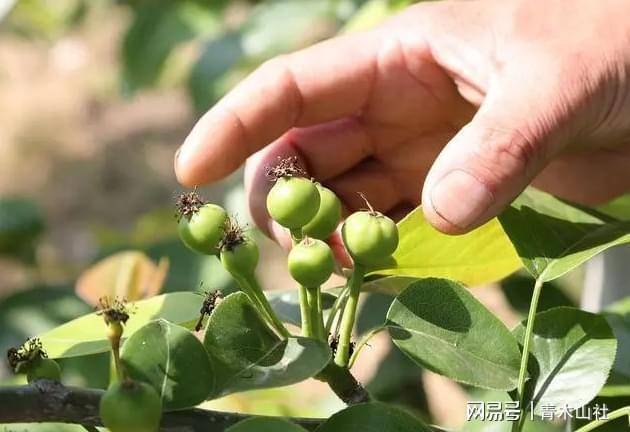 家庭版苹果树如何修剪:疏花为何还要疏果？不是结果越多产量越多吗？
