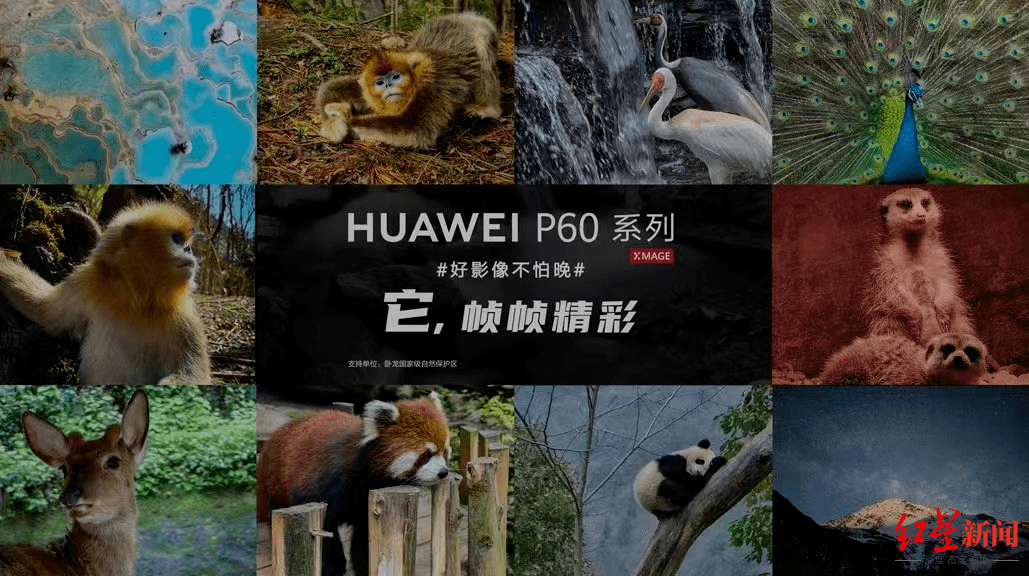 熊猫手机:关注珍稀动物，华为在四川发起“它，帧帧精彩”手机摄影活动